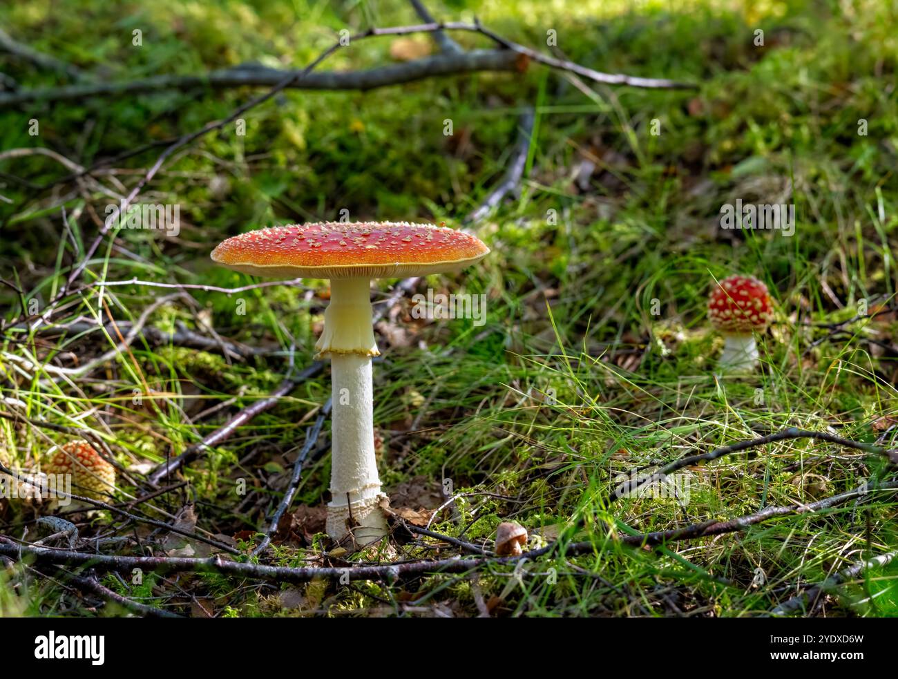 Champignons agariques à la mouche (Amanita muscaria), dans une forêt ensoleillée Banque D'Images