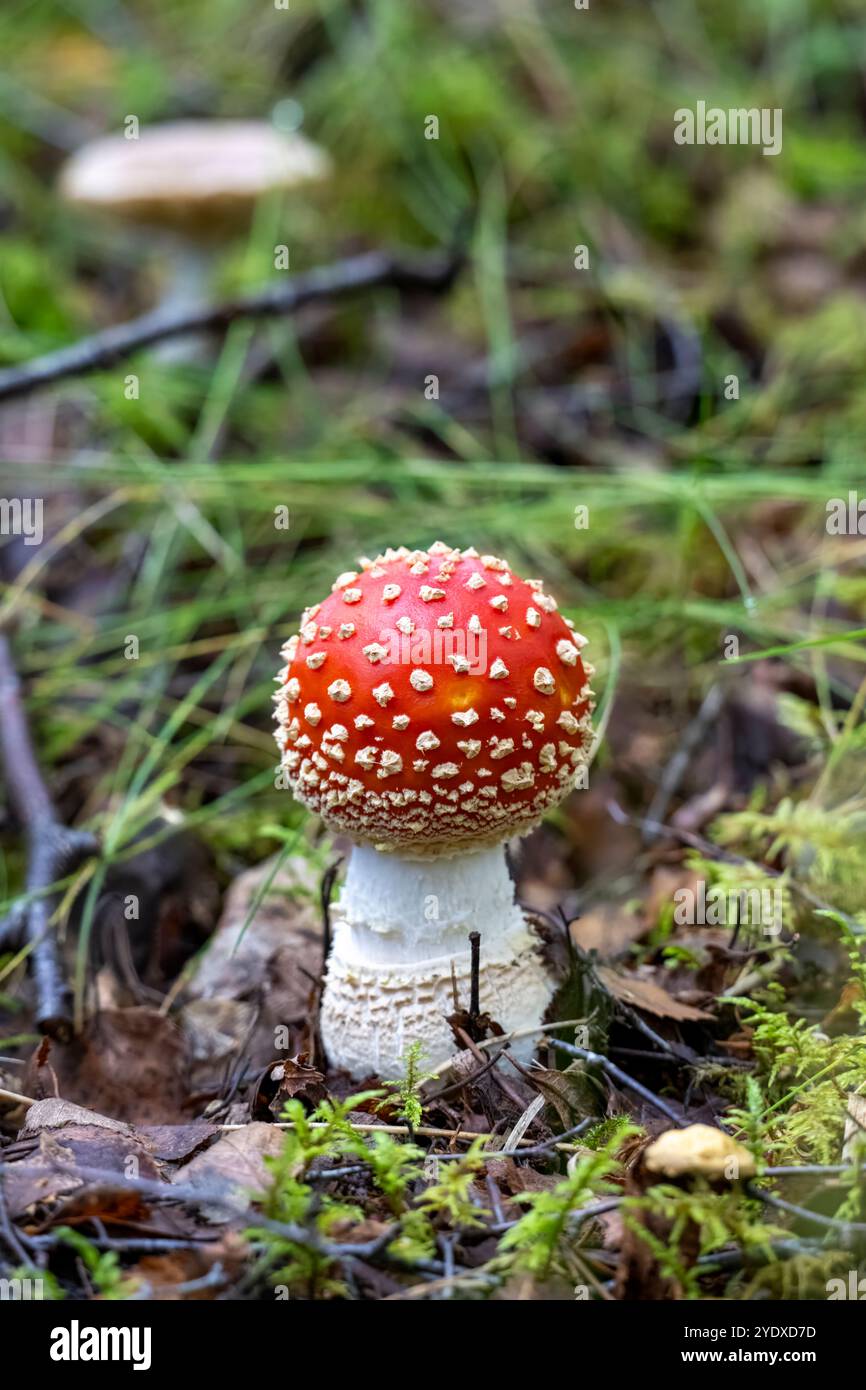 Champignons agariques à la mouche (Amanita muscaria), dans une forêt ensoleillée Banque D'Images