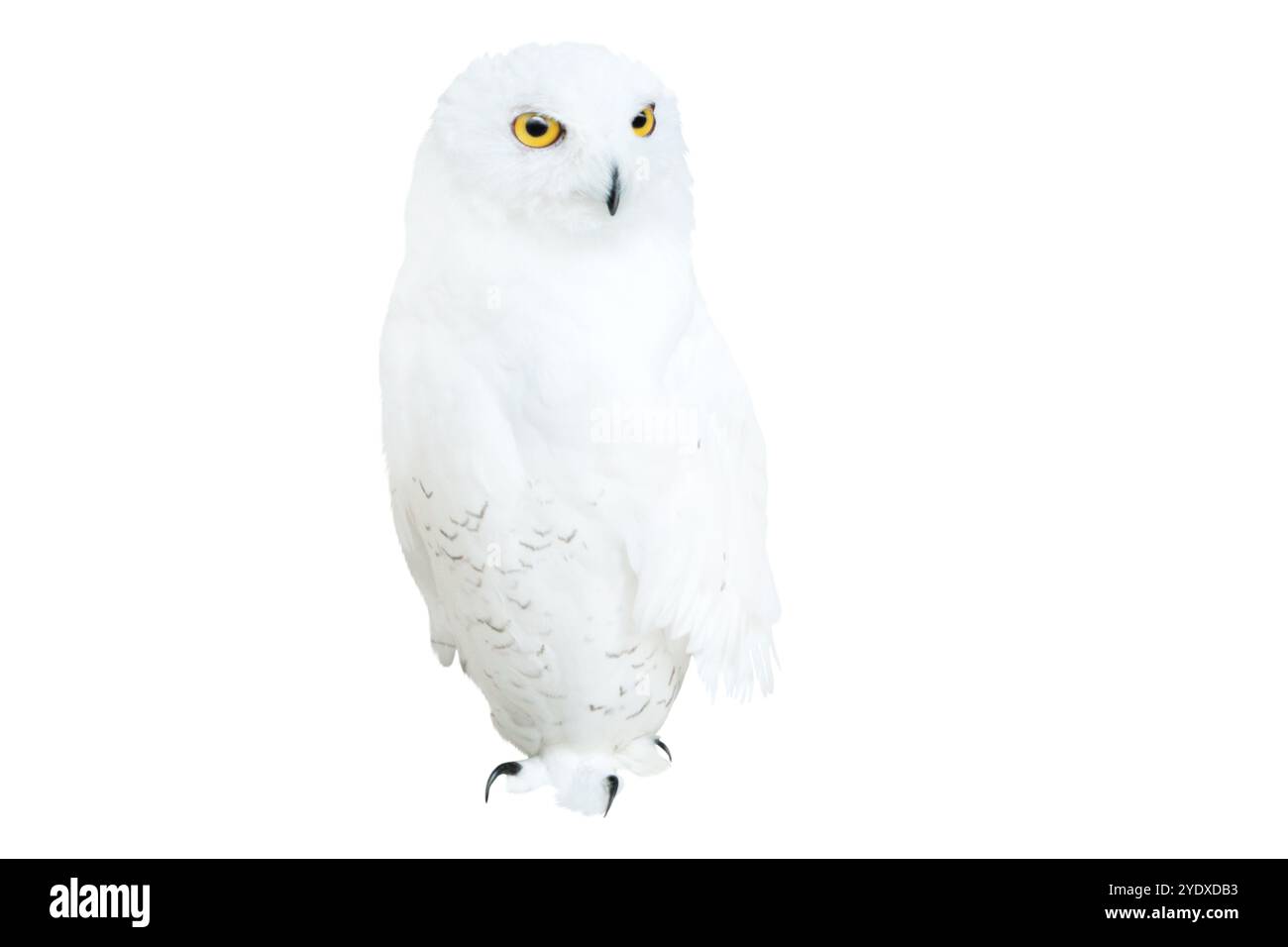 hibou blanc se tient avec le cou étiré isolé sur fond blanc Banque D'Images