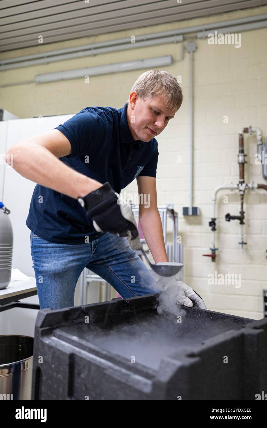 28 octobre 2024, basse-Saxe, Brunswick : Robert Christopher Kreuzig, chef du laboratoire de physique des comètes (CoPhyLab) à l'Institut de géophysique et de physique extraterrestre de la Technische Universität Braunschweig, utilise une poche pour soulever des sphères de verre d'un récipient refroidi à l'azote liquide, qui sont utilisées dans les expériences comme régolithe lunaire simulé pour une meilleure quantification. Ceux-ci sont ensuite mélangés avec de l'eau glacée granulaire auto-fabriquée. Ce mélange est ensuite séparé dans la chambre à vide thermique pour l'extraction de l'eau. L'objectif du projet 'validation de l'extraction de l'eau lunaire et de la purification Banque D'Images