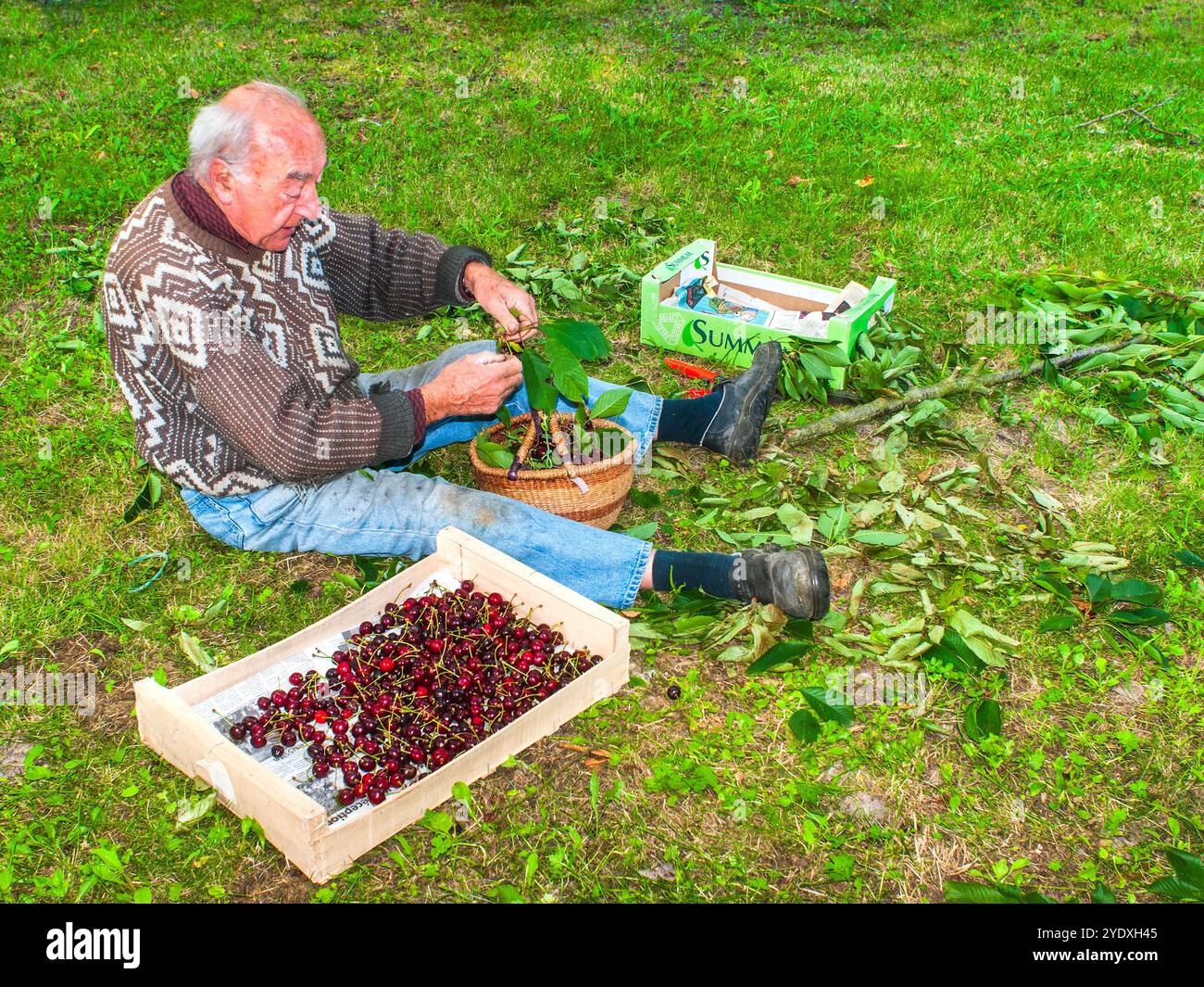 Homme âgé assis sur l'herbe triant les cerises fraîches dans le panier - Preuilly-sur-Claise, Indre-et-Loire (37), France. Banque D'Images