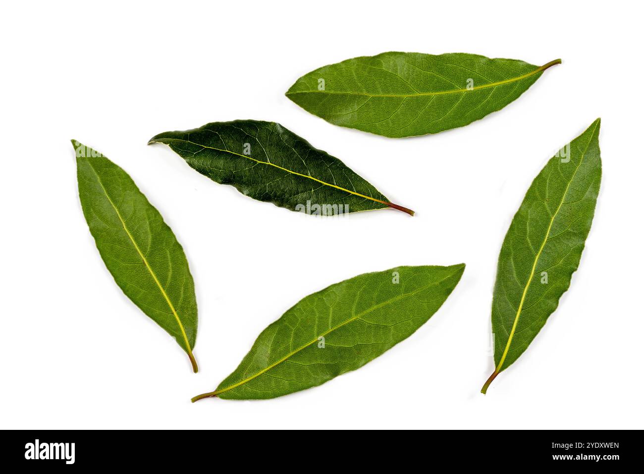 Quelques feuilles de laurier, plante médicinale et aromatique. Feuilles de baie 016386 004 Banque D'Images