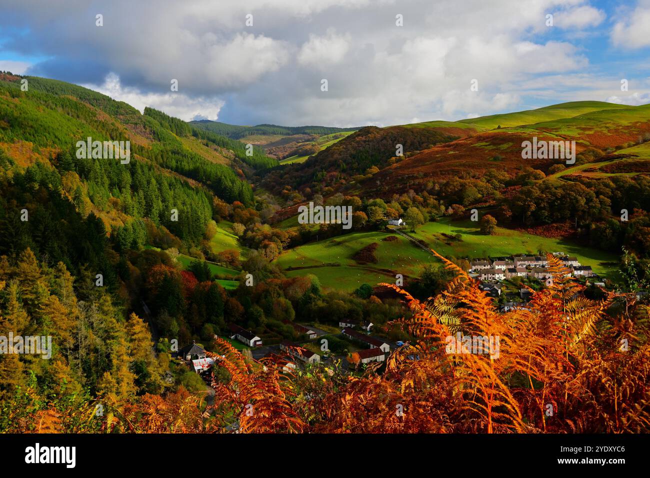 Villages de Ceinws et Esgargellog de la forêt de Dyfi à Powys montrant les couleurs d'automne avec les bois et la forêt dans le soleil d'automne ensoleillé Banque D'Images