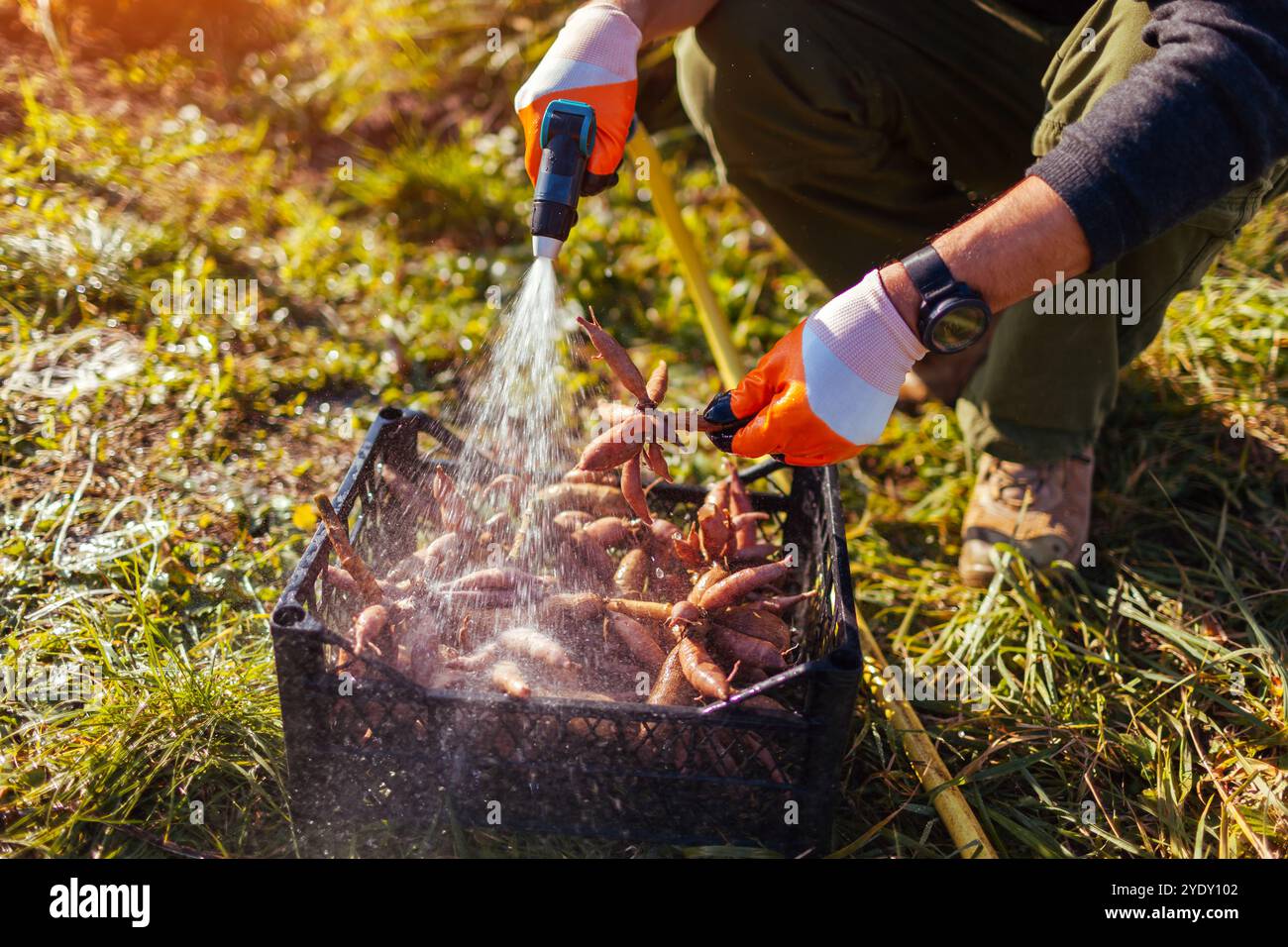 Laver les tubercules de dahlia après avoir creusé, nettoyer dans une caisse et préparer le stockage hivernal. Travaux de jardinage d'automne. Banque D'Images