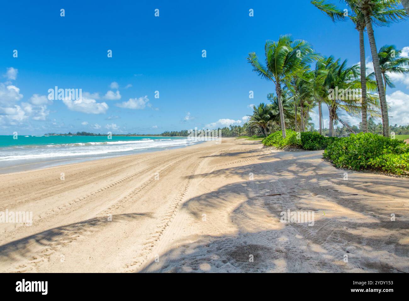 Vue matinale sur l'océan des caraïbes et la plage bordée de palmiers à Bahia Beach Resort à Rio Grande, Porto Rico. Banque D'Images