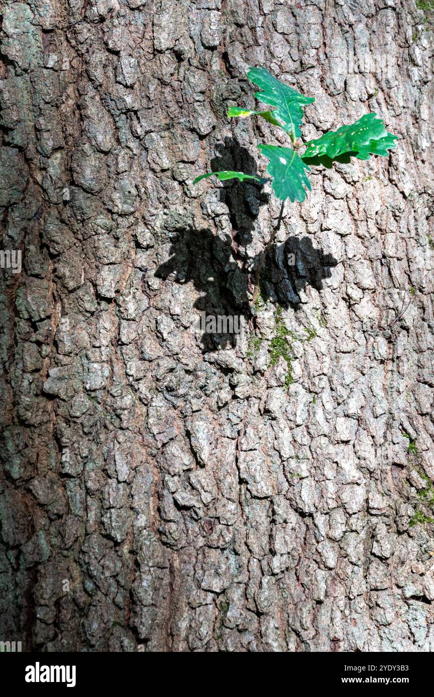 Ombre de feuille de chêne sur tronc d'arbre, texture et forme Banque D'Images