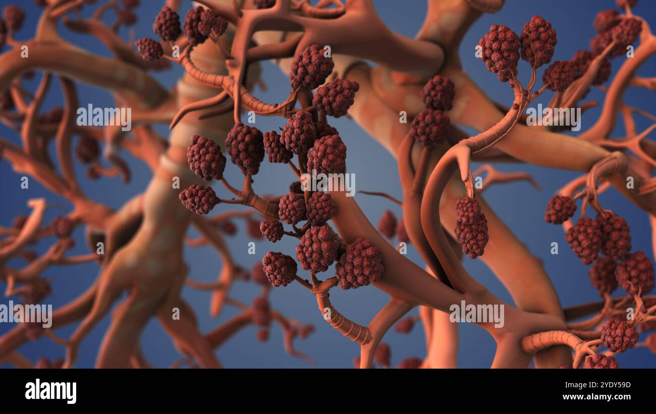 Alvéoles respiratoires dans la structure des poumons humains Banque D'Images