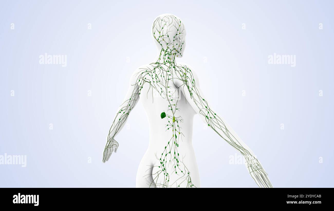 Système de ganglions lymphatiques et circulation de liquide Banque D'Images