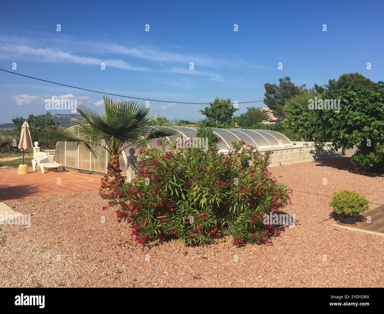 Bush dans un jardin Banque D'Images
