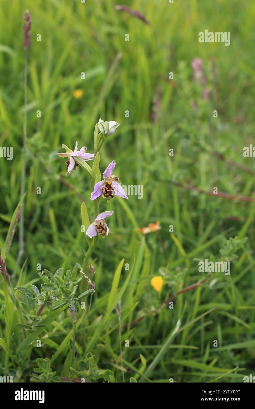 Orchidée d'abeille floraison dans la prairie sur Samphire Hoe, Douvres, Kent, Angleterre Banque D'Images