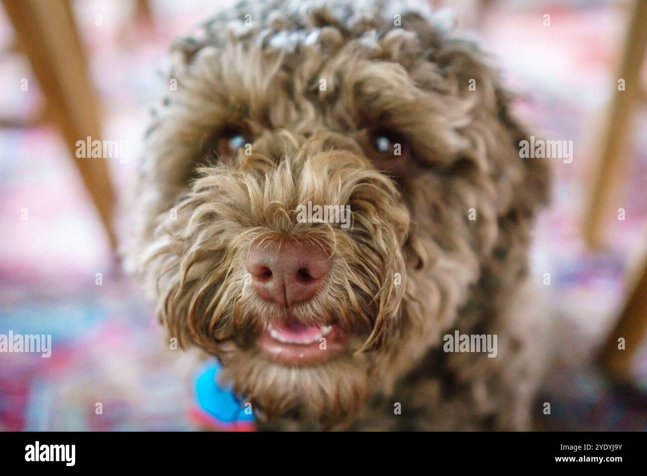 Gros plan d'un petit chien labradoodle brun. Banque D'Images