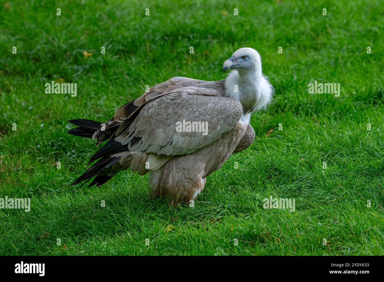 Vautour de Griffon / oiseau charpeux eurasien de griffon (Gyps fulvus) originaire du sud de l'Europe, de l'Afrique du Nord et de l'Asie Banque D'Images