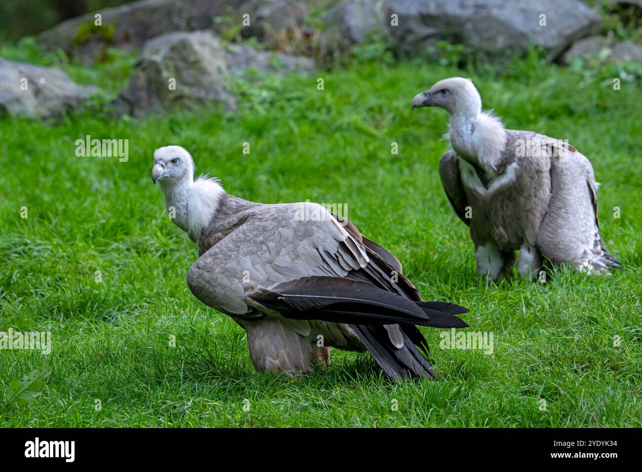 Deux griffons vautours / griffons eurasiens (Gyps fulvus) oiseau charneur originaire du sud de l'Europe, de l'Afrique du Nord et de l'Asie Banque D'Images