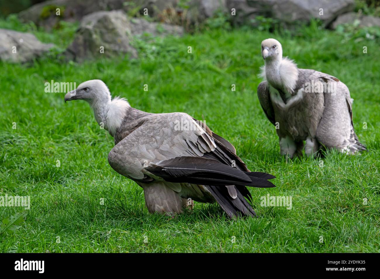 Deux griffons vautours / griffons eurasiens (Gyps fulvus) oiseau charneur originaire du sud de l'Europe, de l'Afrique du Nord et de l'Asie Banque D'Images