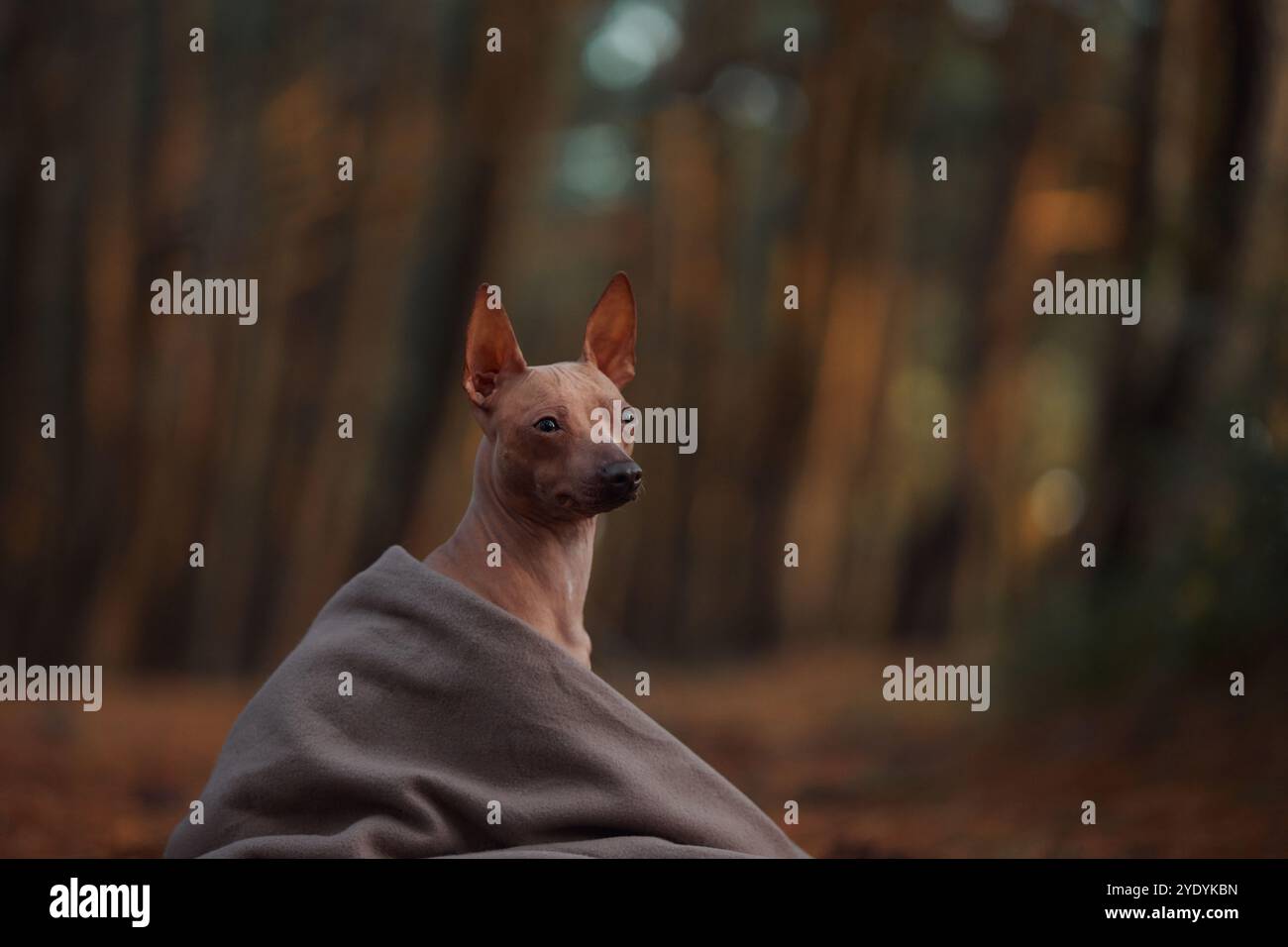 Un chien sans poils est assis sur le sol enveloppé dans une couverture, entouré d'arbres. Le chien semble calme et content, assis paisiblement dans la forêt. Banque D'Images