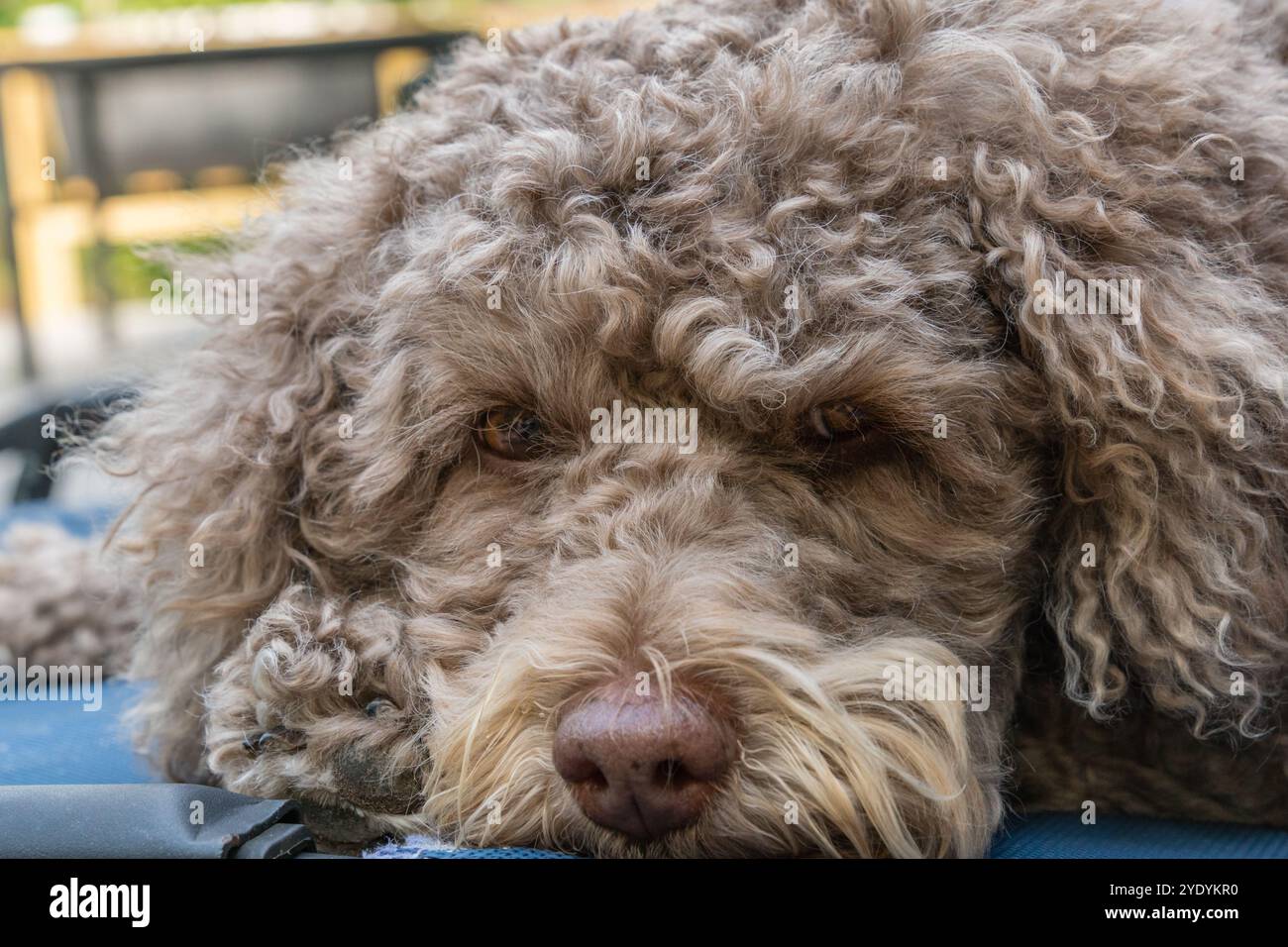 Petit brun également connu sous le nom de chien labradoodle de couleur foie. Banque D'Images