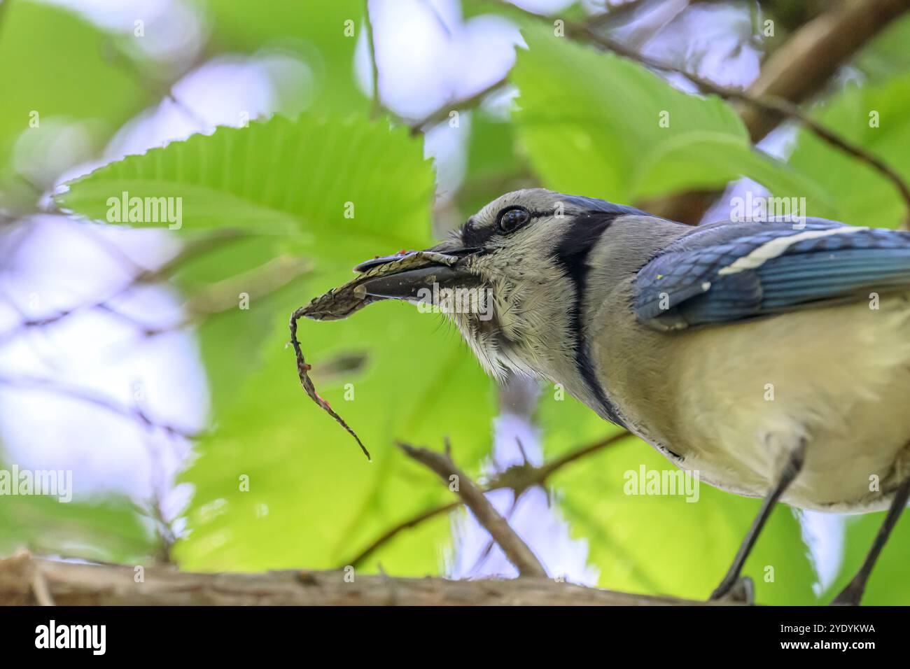 Un Blue Jay (Cyanocitta cristata) mangeant une partie d'un serpent dans un arbre dans le Michigan, États-Unis. Banque D'Images