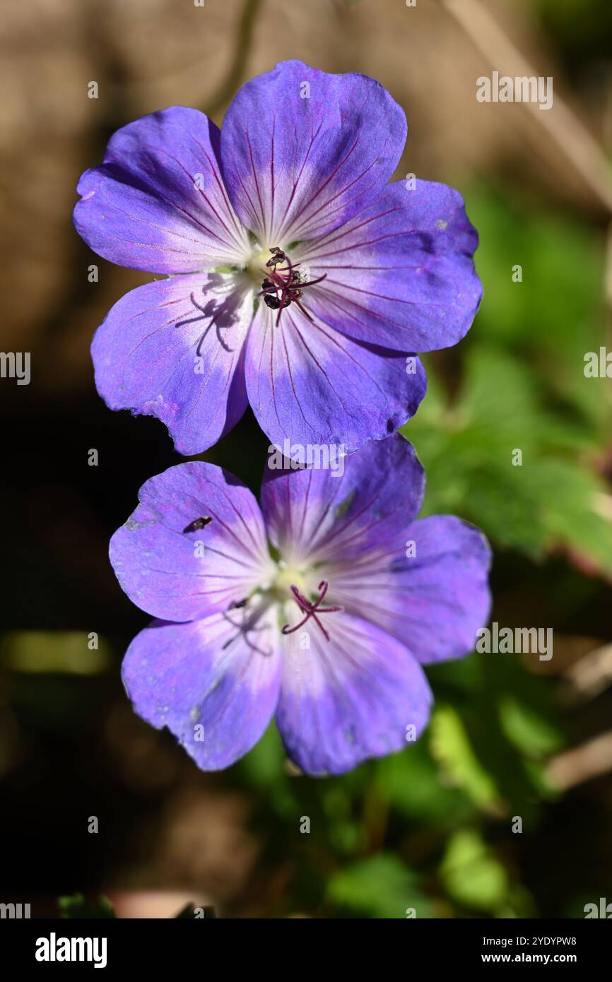 Fleurs bleues de cranesbill ou robustes Geranium Rozanne dans le jardin britannique octobre Banque D'Images