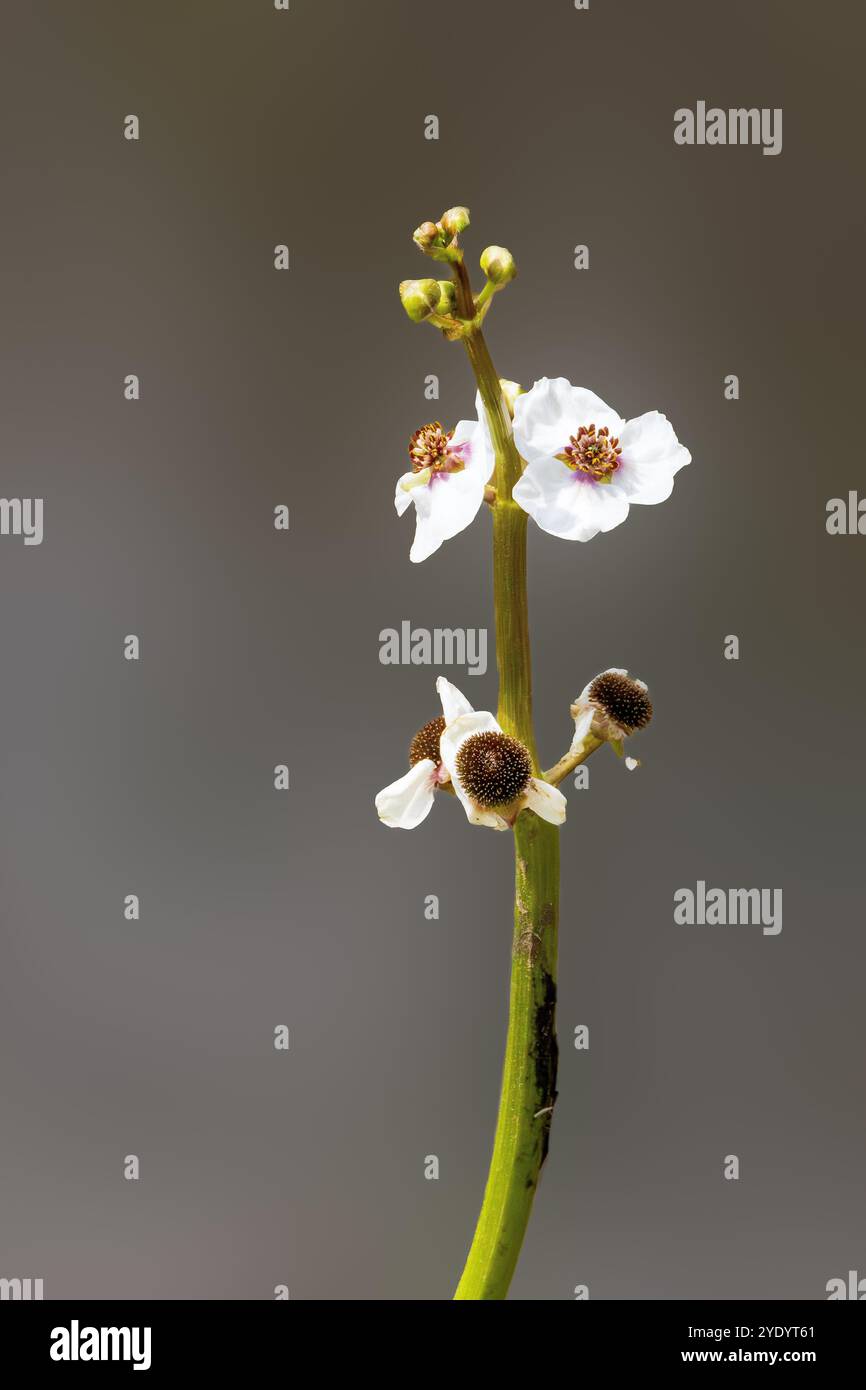 Fleur macro Arrowhead, Sagittaria sagittifolia, sur tige de fleur sur un fond foncé Uni Banque D'Images