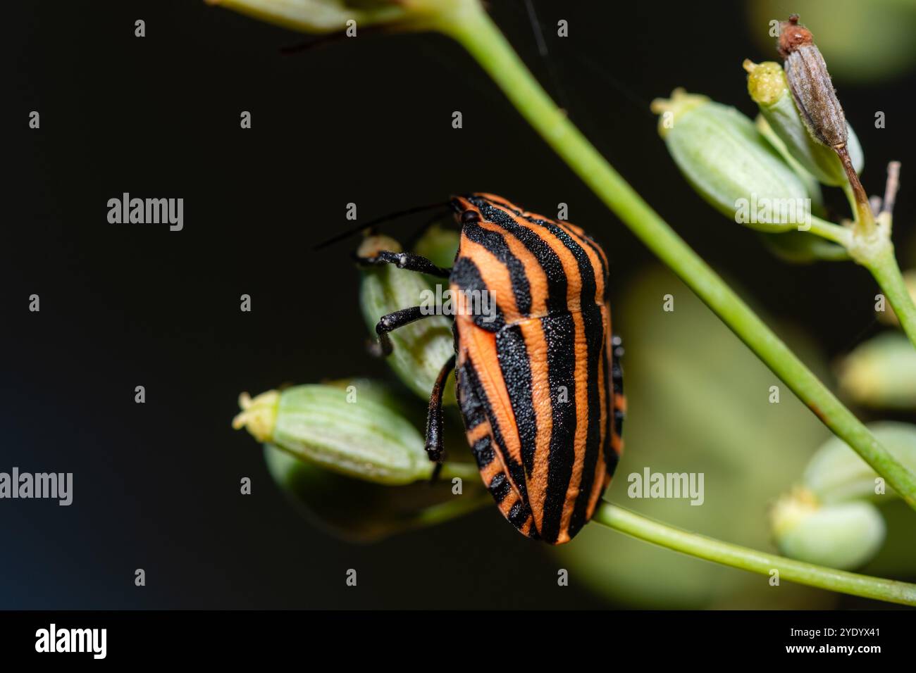 Insecte rayé italien, Graphosoma lineatum, Catalogne, Espagne Banque D'Images