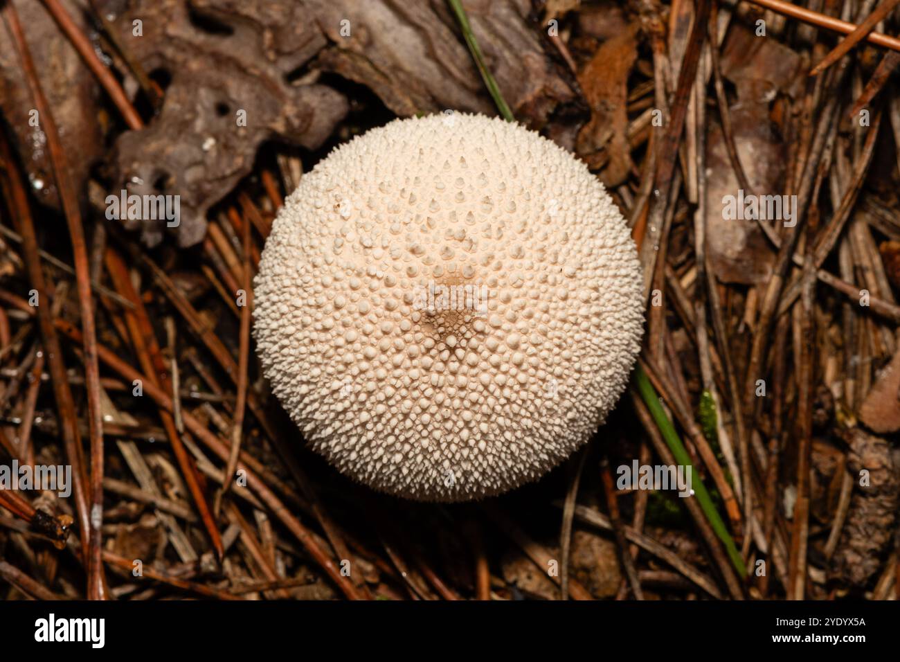 Boîte à priser du diable, Lycoperdon perlatum, Catalogne, Espagne Banque D'Images