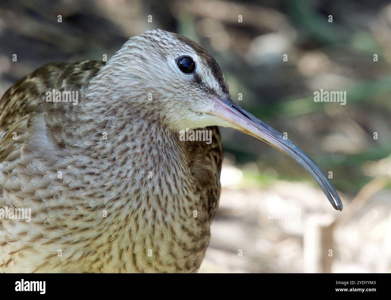 Eurasian Whimbrel, Regenbrachvogel, Courlis corlieu, Numenius phaeopus, kis póling, Hongrie, Magyarország, Europe Banque D'Images