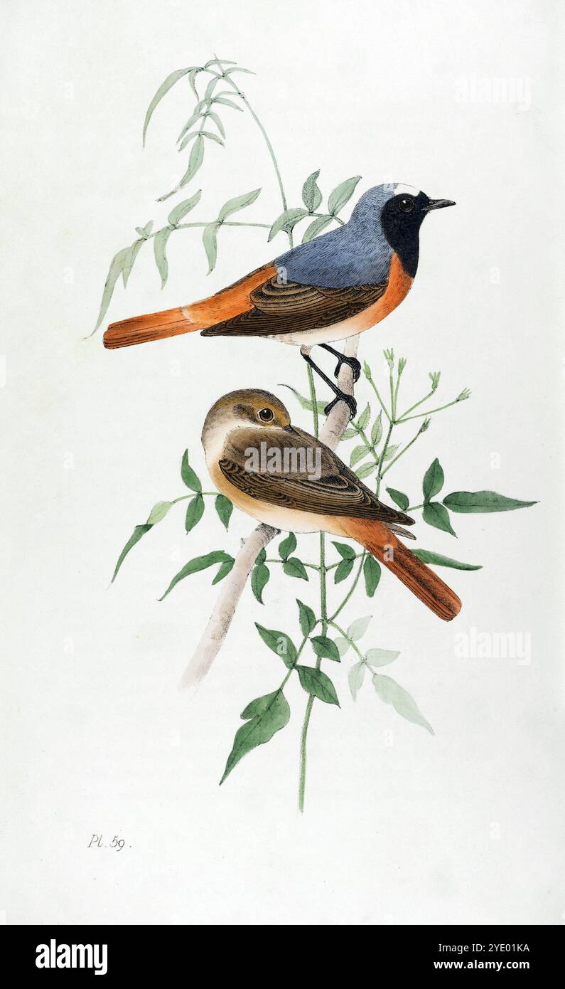 Redstart. Planche 59. Meyer's British Birds. 1844. Banque D'Images