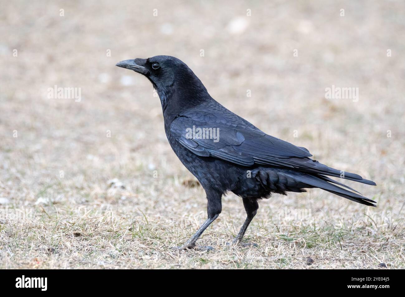 Corbeau commun, Corvus corax, lagune de Gallocanta, Terual, Aragon, Espagne Banque D'Images