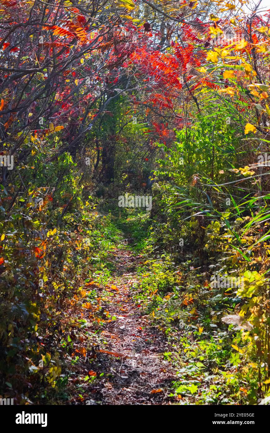 Un chemin forestier en automne. Banque D'Images