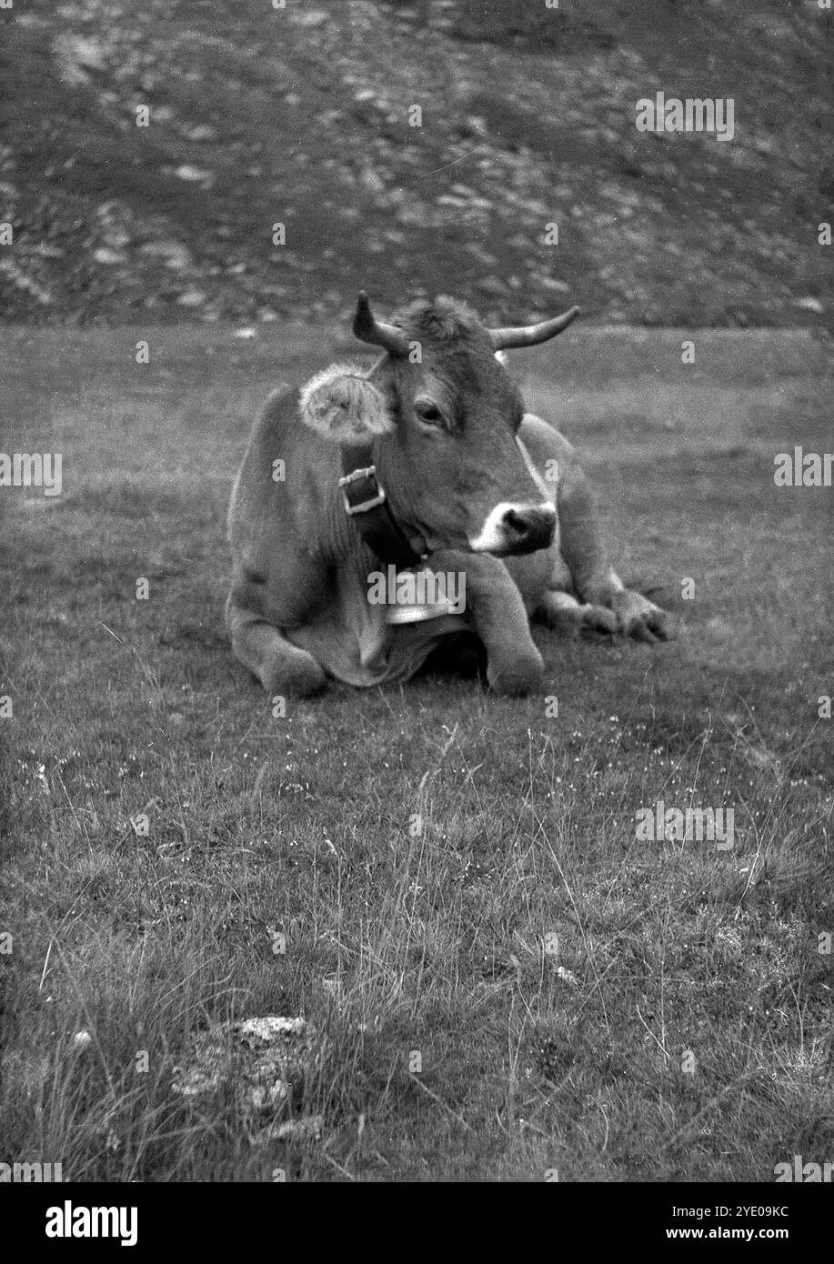 Années 1950, historique, une vache suisse, avec cloche, couchée sur l'herbe sur une colline de montagne, Suisse. Le Branvieh, littéralement «bétail brun», la vache brune suisse avec cloche est communément connu symbole de la nation suisse. Banque D'Images