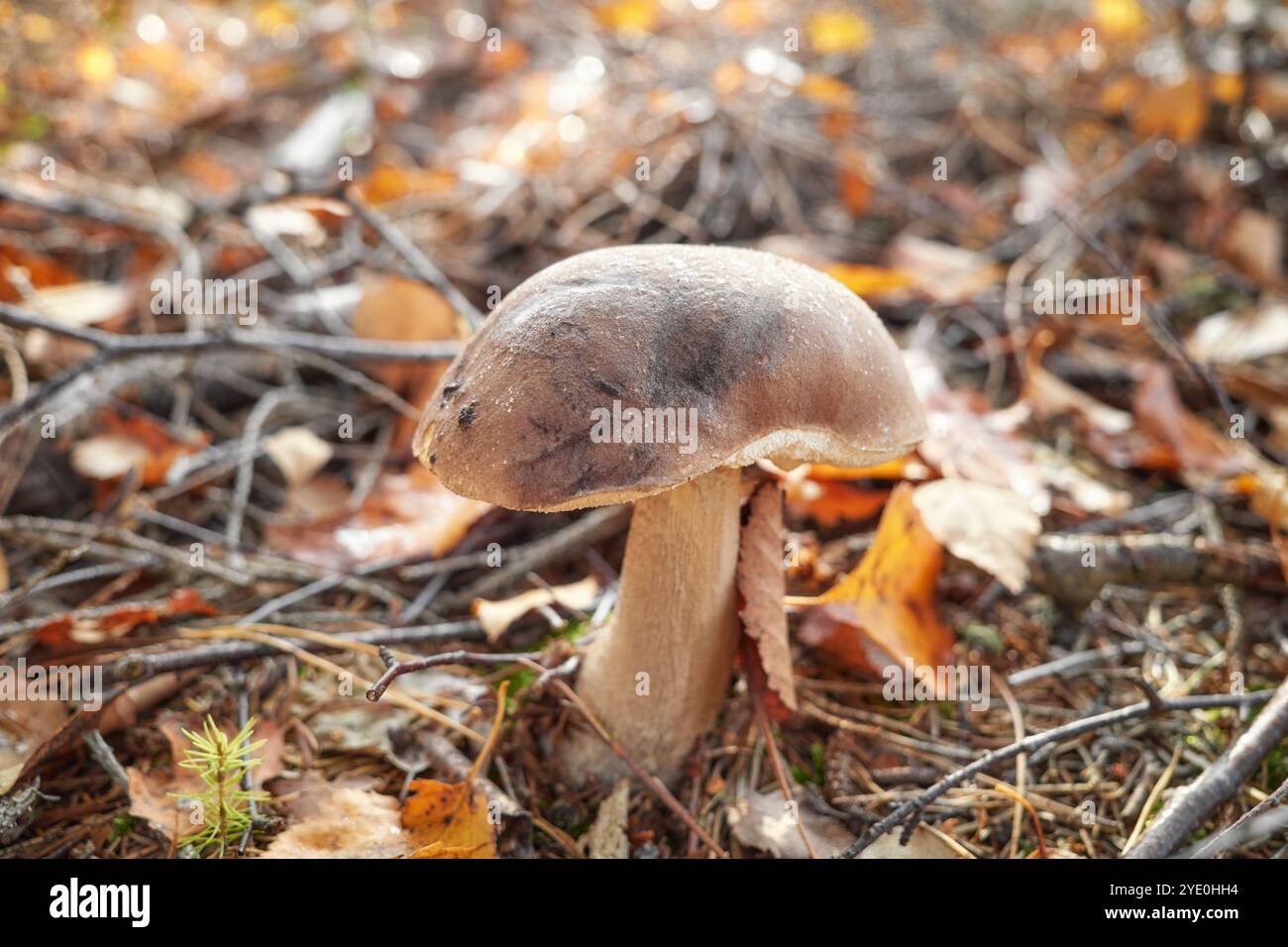 Champignon de la famille des Boletaceae, foyer sélectif. Banque D'Images