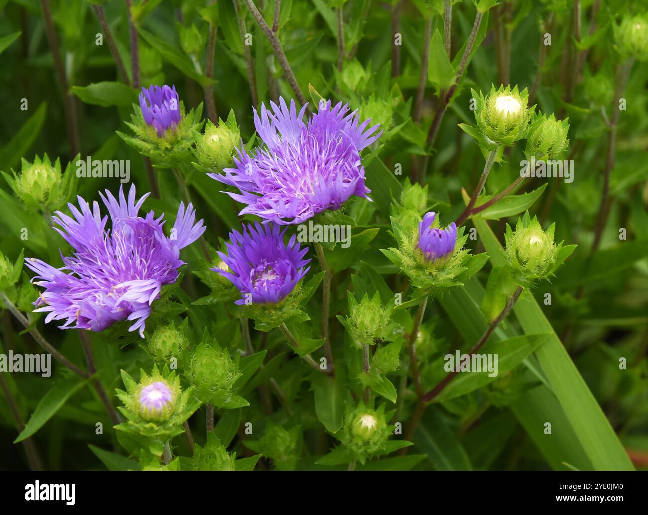 Nommée The Strokes Aster Color Wheel, la fleur violette fleurit au milieu d'une végétation luxuriante. Les fleurs font partie du Lake Lure Florering Bridge. Banque D'Images