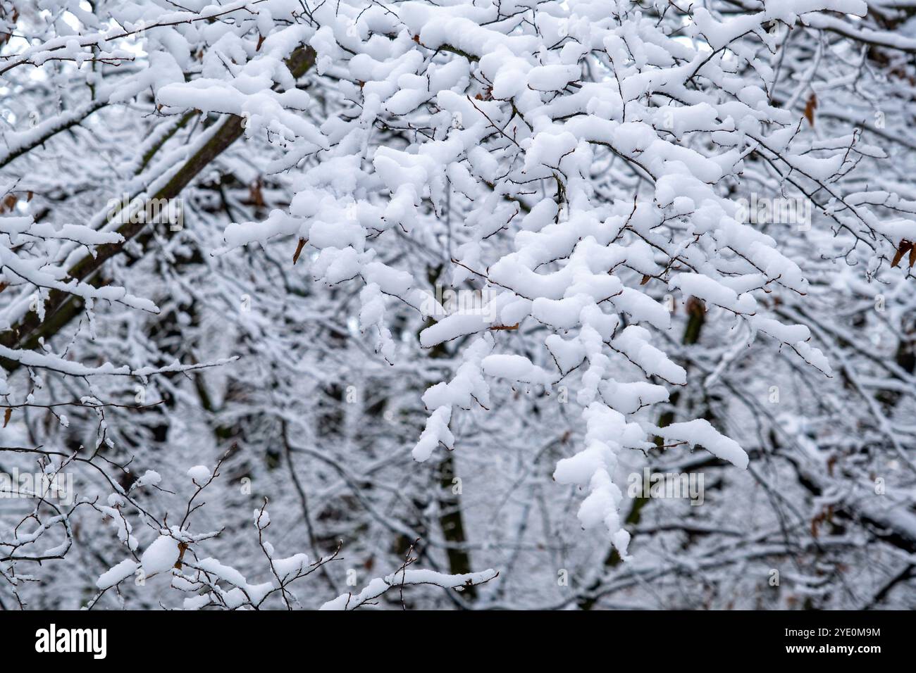 branches enneigées en hiver, paysage de conte de fées d'hiver Banque D'Images