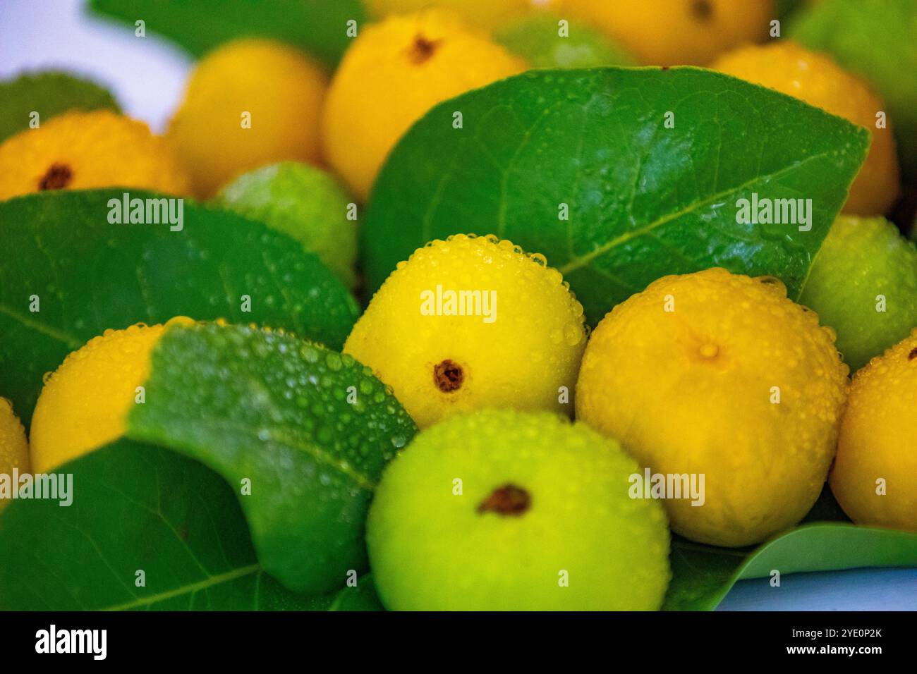 Fruit sauvage comestible mûr du biome cerrado brésilien, fruit connu sous le nom de cagaita (Stenocalyx dysentericus) de la classe Magnoliopsida et Myrtacées Banque D'Images