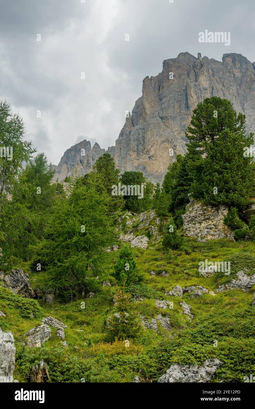 Paysage avec des pins sur la base de la montagne Langkofel (Sassolungo) près de Wolkenstein, dans le Val Gardena, Dolomites montagnes, Tyrol du Sud, a Banque D'Images