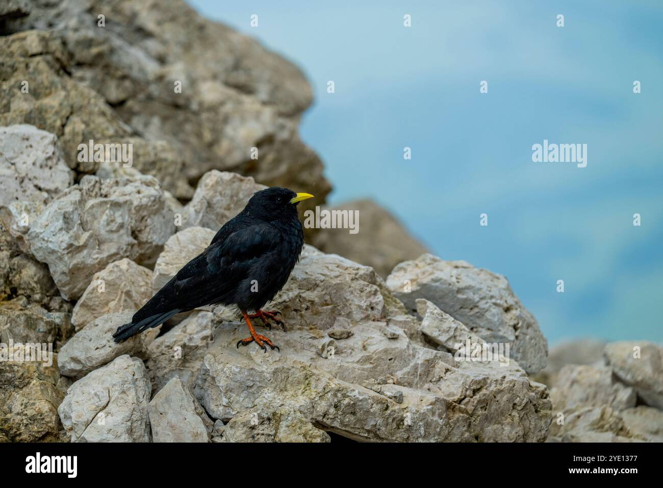 Un Chough alpin (Pyrrhocorax graculus) sur les rochers de la Forcella Sassolungo (Langkofelscharte allemande) de la montagne Langkofel (Sassolungo) près Banque D'Images