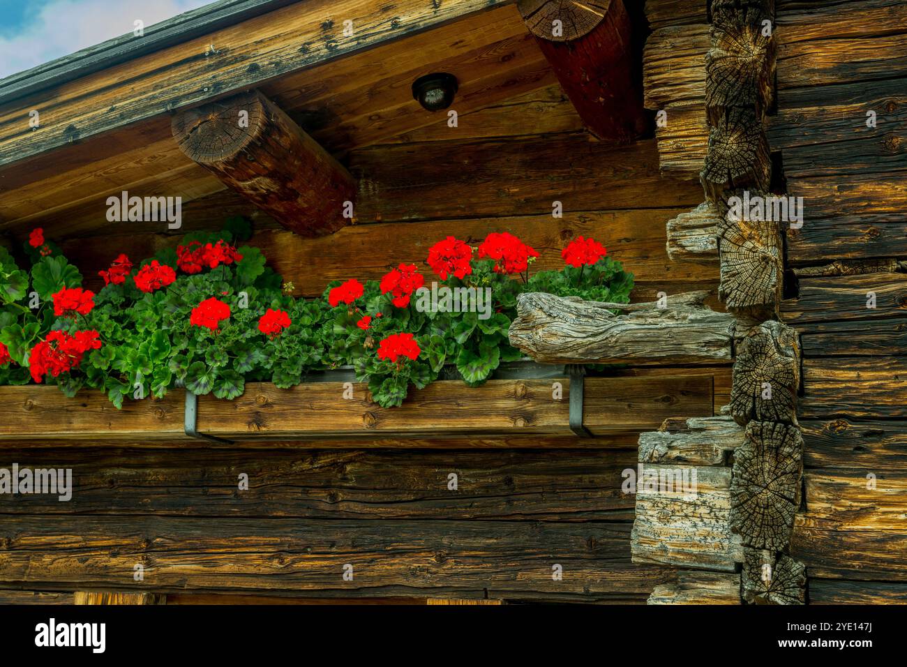Détail d'une cabane avec des fleurs de géranium sur la Seiser Alm (Alpe di Siusi), la plus grande prairie alpine de haute altitude en Europe, site du patrimoine mondial de l'UNESCO Banque D'Images