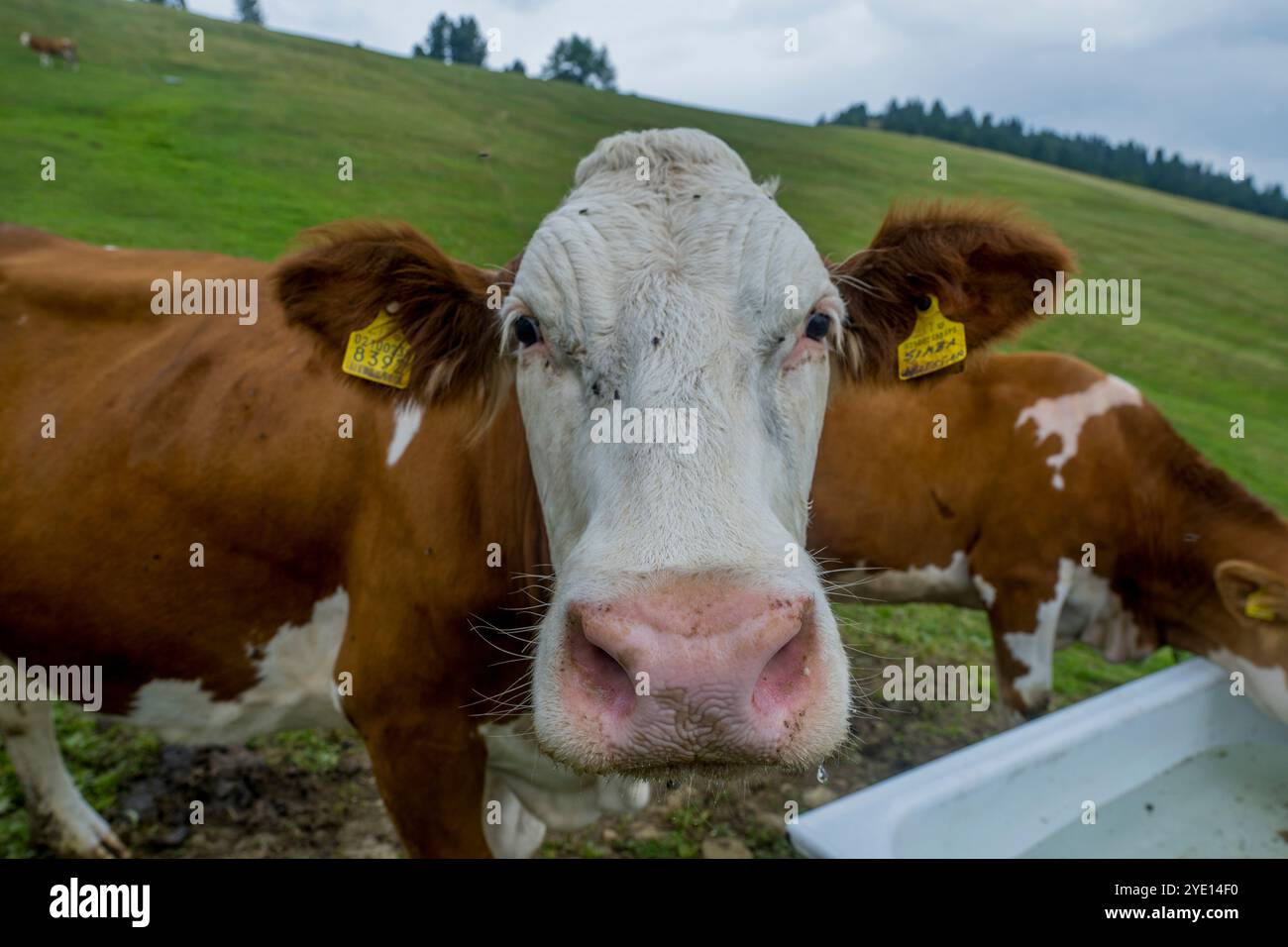 Portrait d'une vache dans un pré sur la Seiser Alm (Alpe di Siusi), le plus grand pré alpin de haute altitude en Europe, site du patrimoine mondial de l'UNESCO au-dessus de t Banque D'Images