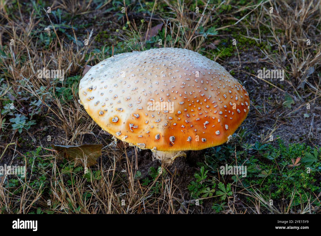 Champignon Amanita mouche (Amanita muscaria), toxique, E USA, par James d Coppinger/Dembinsky photo Assoc Banque D'Images