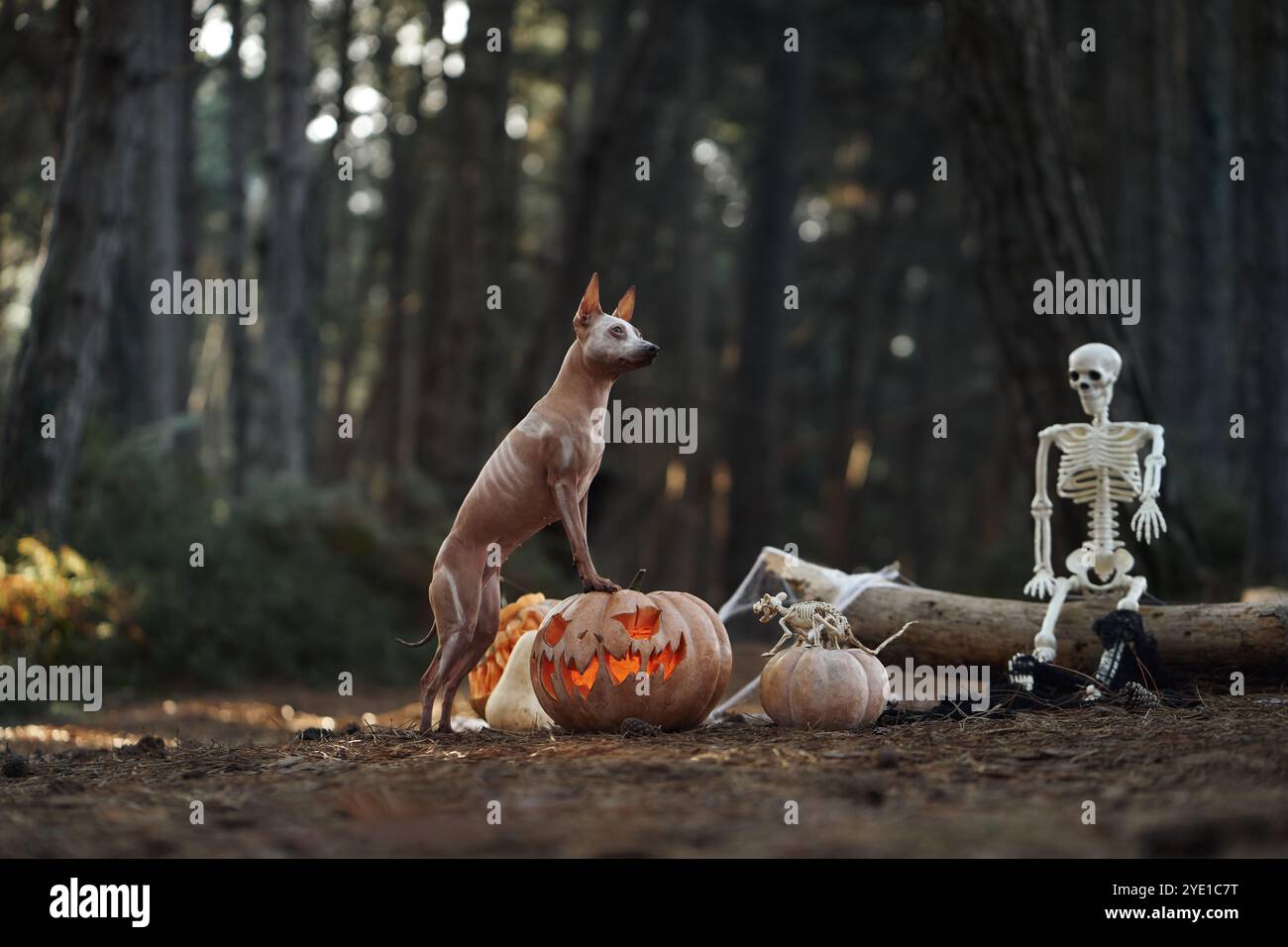Un terrier sans poil américain est assis à côté des décorations d'Halloween, y compris une citrouille et un squelette, dans une forêt sombre. La configuration effrayante crée un Banque D'Images