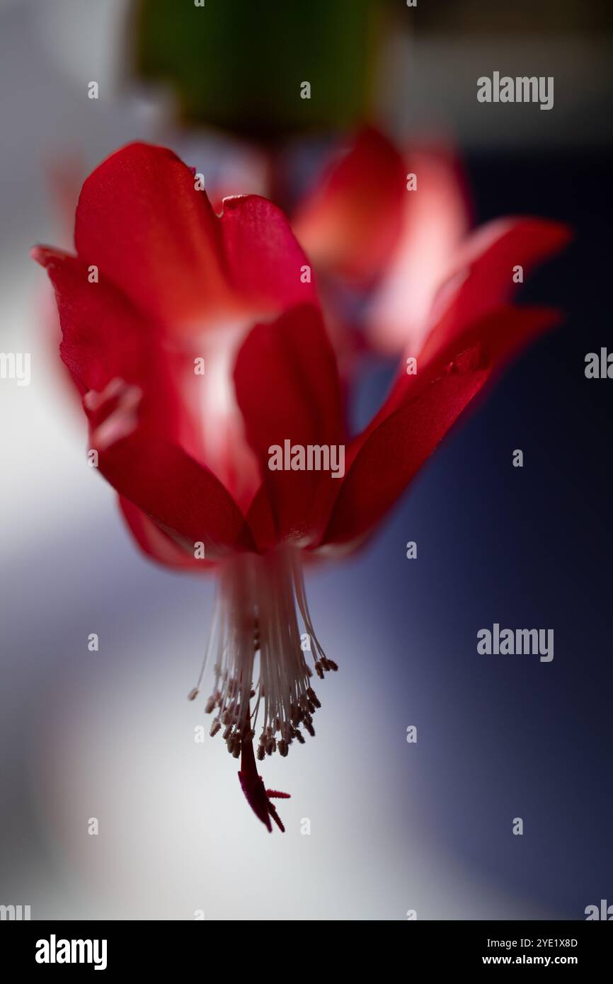 Cactus de Noël, fleur rouge fleur fleur macro shot Banque D'Images