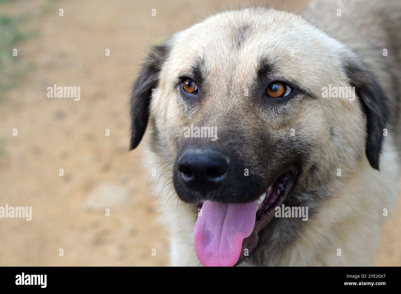 Portrait de berger anatolien : majestueux, gardien de grand cœur avec la langue dehors, , reposant sur le chemin de terre. Banque D'Images