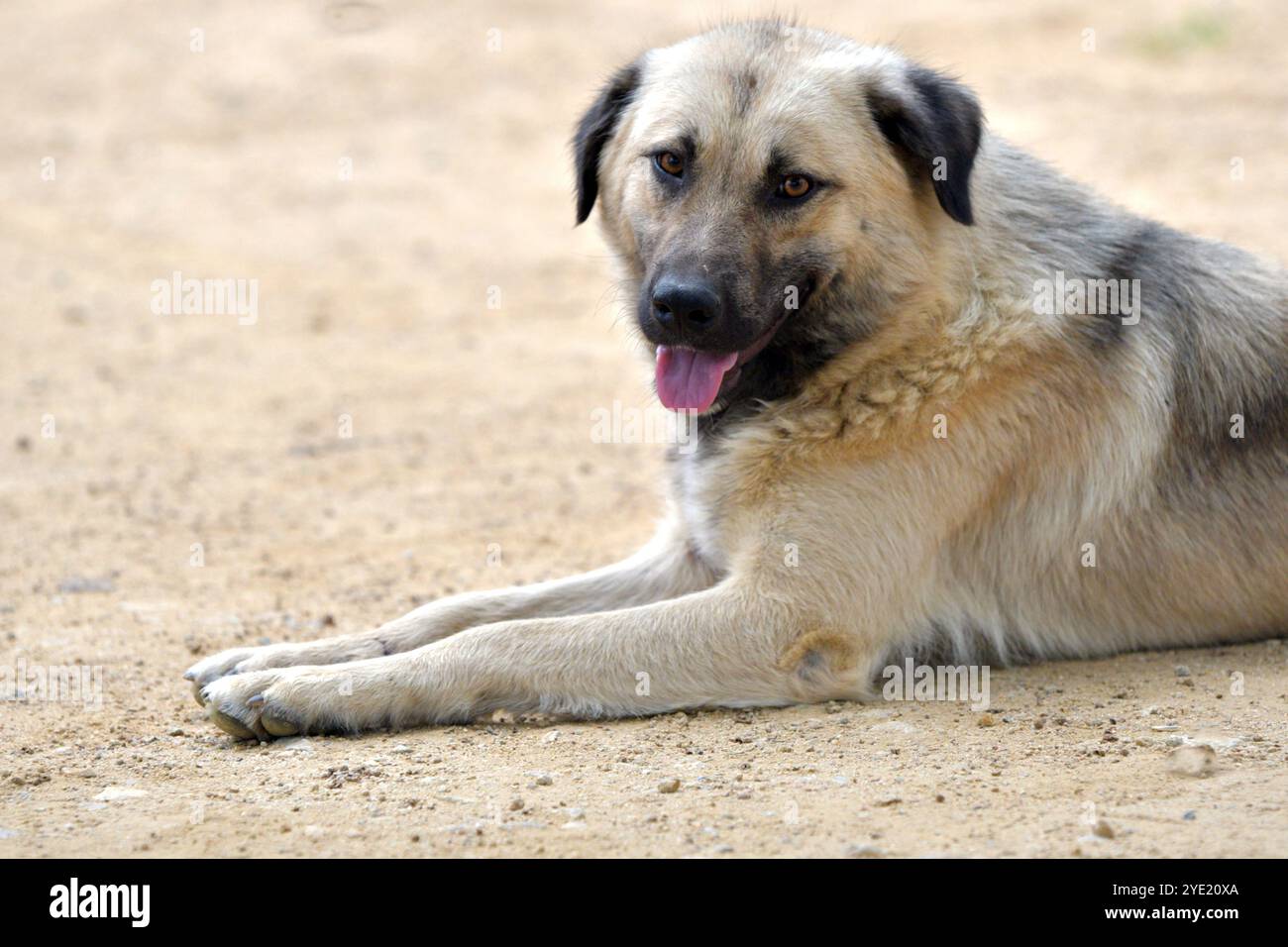 Portrait de berger anatolien : majestueux, gardien de grand cœur avec la langue dehors, , reposant sur le chemin de terre. Banque D'Images