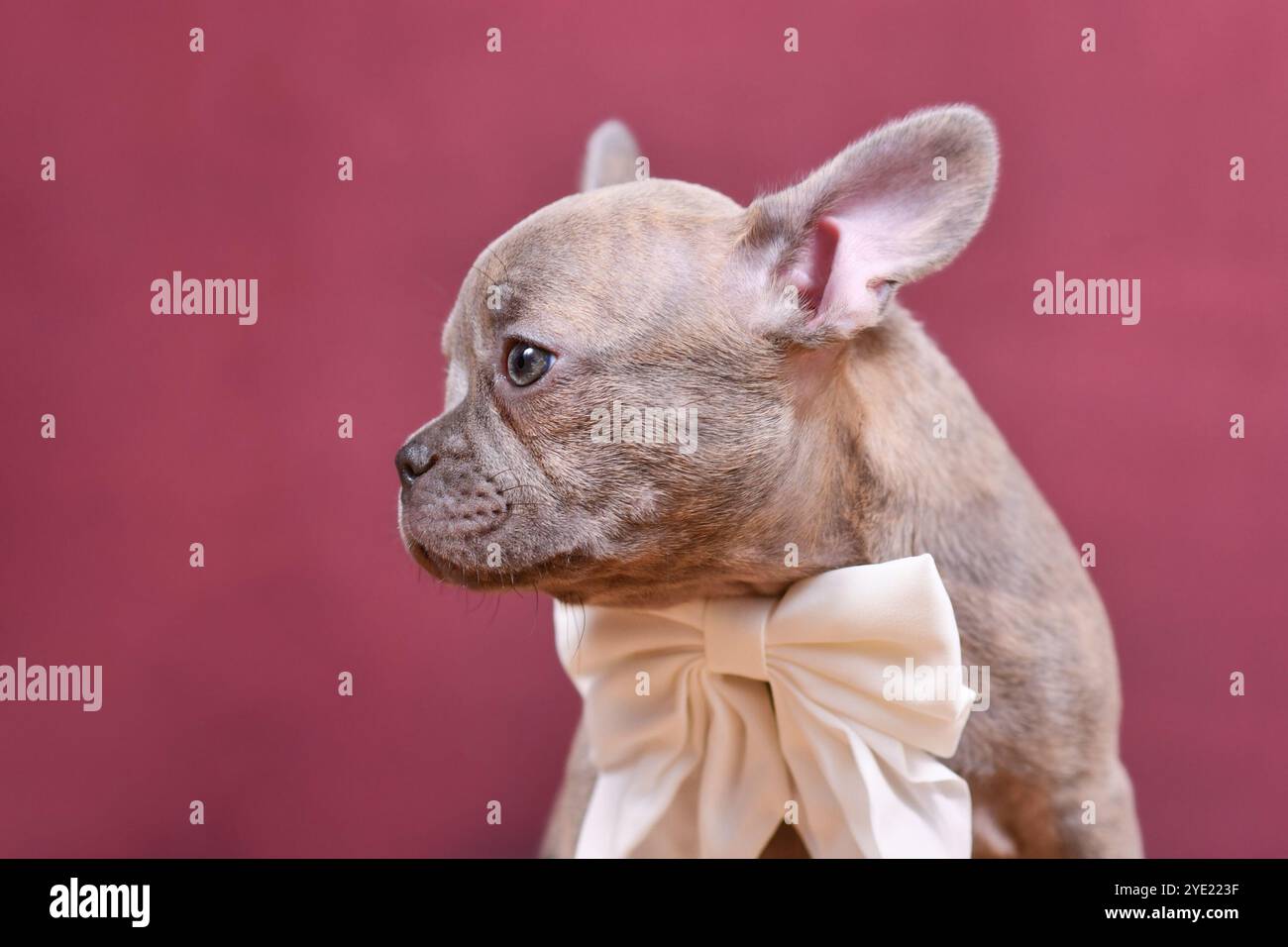 Jeune chiot chien bouledogue français Brindle lilas avec un long nez hélitique devant le fond du studio Banque D'Images