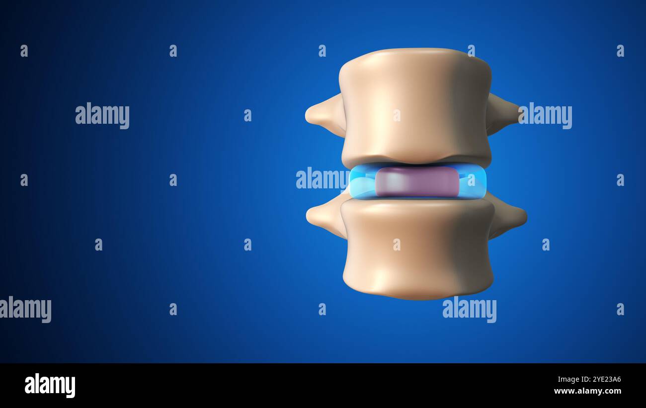Nucleus pulposus et Annulus fibrosus maintiennent le soutien spinal Banque D'Images