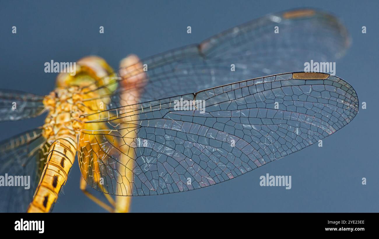 Gros plan des ailes de libellules révélant un réseau complexe de veines, mettant en valeur l'art délicat de la nature, la macro photographie et n'ayant pas été générée par Banque D'Images