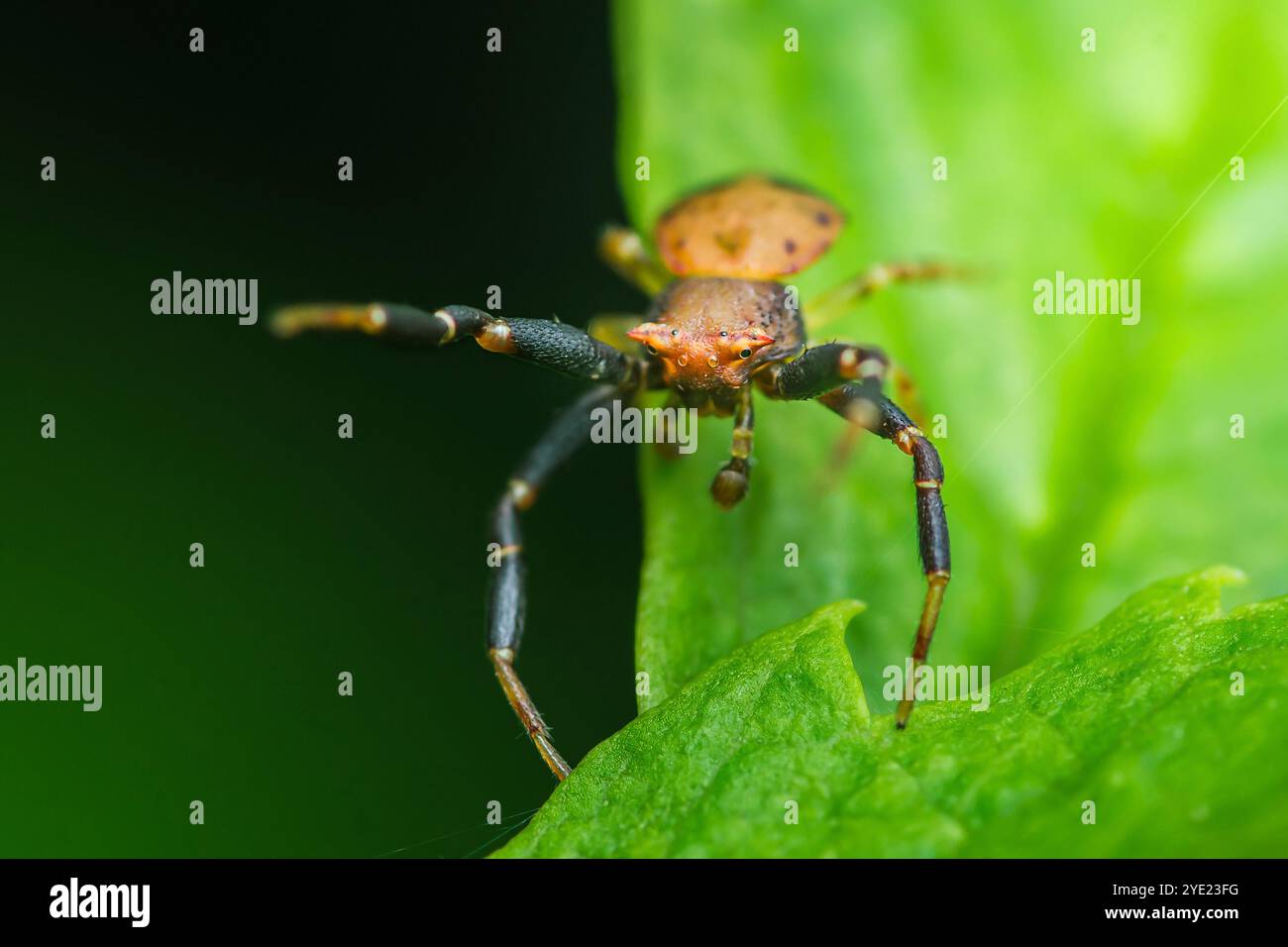 Gros plan d'une araignée crabe debout sur une feuille verte éclatante, mettant en valeur ses détails complexes et son habitat naturel, la macro photographie et n'ont pas de génération Banque D'Images