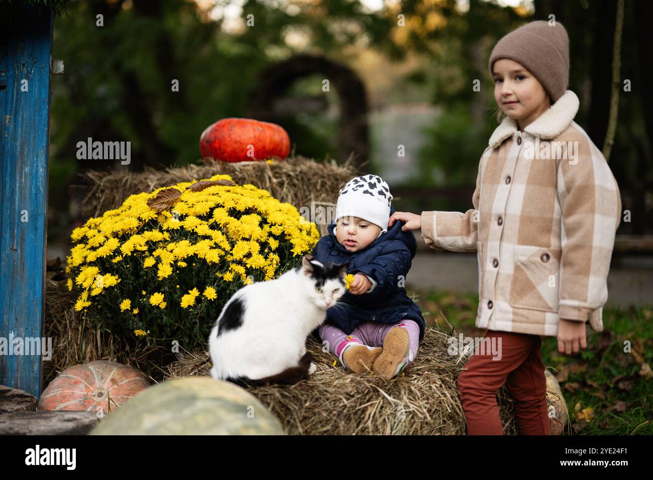 Deux enfants chaudement habillés pour jouer en automne avec un chat sympathique près de citrouilles et de fleurs vibrantes dans un cadre rustique. La scène capture l'essence Banque D'Images