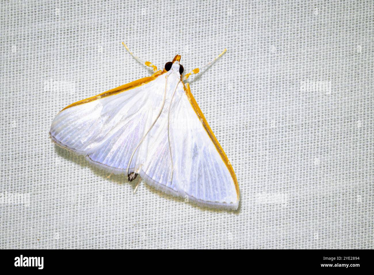 Mites géométriques Leuciris fimbriaria, photographiées sur fond blanc de piège à insectes, Costa Rica. Banque D'Images