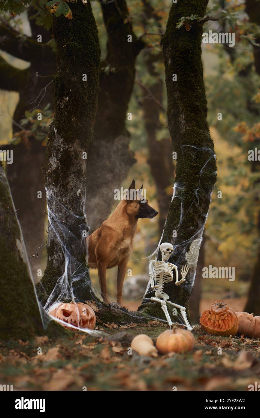 Un terrier sans poils américain est assis à côté de squelettes et de citrouilles dans une forêt sombre, célébrant Halloween. Les décorations effrayantes et la forêt rehaussent le Banque D'Images